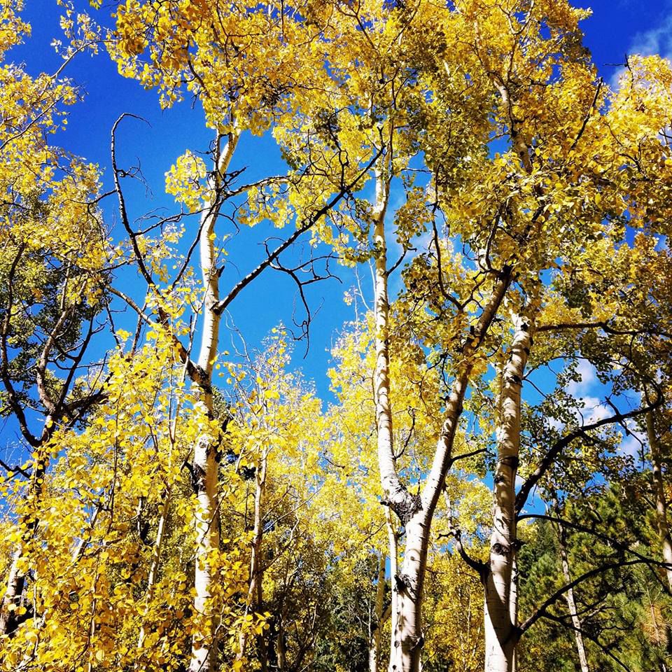 7 Bridges Trail